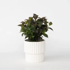Plant in a Box Hortensia - Hydrangea serrata 'Dare Devil' - Hoogte 25-40cm - ⌀19cm