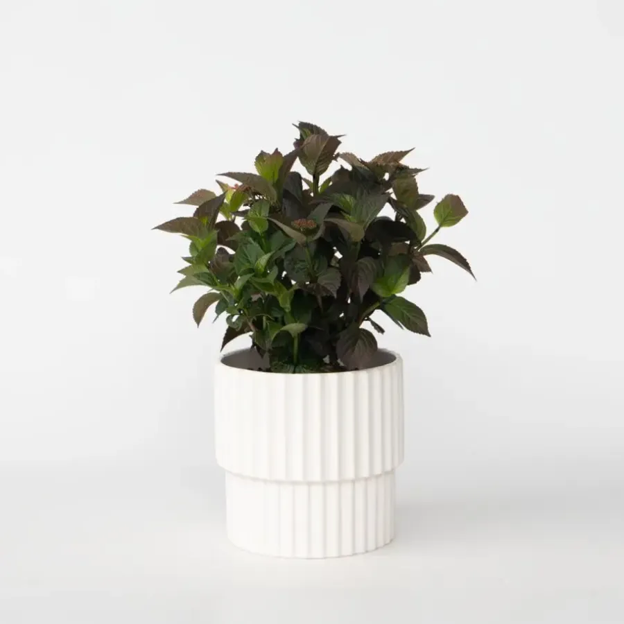 Plant in a Box Hortensia - Hydrangea serrata 'Dare Devil' - Hoogte 25-40cm - ⌀19cm