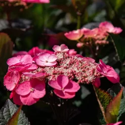 Plant in a Box Hortensia - Hydrangea serrata 'Dare Devil' - Hoogte 25-40cm - ⌀19cm