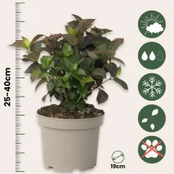 Plant in a Box Hortensia - Hydrangea serrata 'Dare Devil' - Hoogte 25-40cm - ⌀19cm