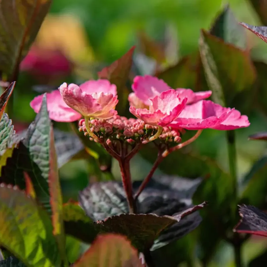 Plant in a Box Hortensia - Hydrangea serrata 'Dare Devil' - Hoogte 25-40cm - ⌀19cm
