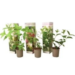 Tuinplanten-Plant in a Box Hortensia - Set van 3 - Hortensia paniculata - Hoogte 25-35cm - ⌀9cm