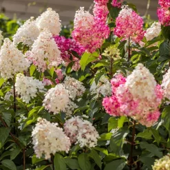 Tuinplanten-Plant in a Box Hortensia - Set van 3 - Hortensia paniculata - Hoogte 25-35cm - ⌀9cm
