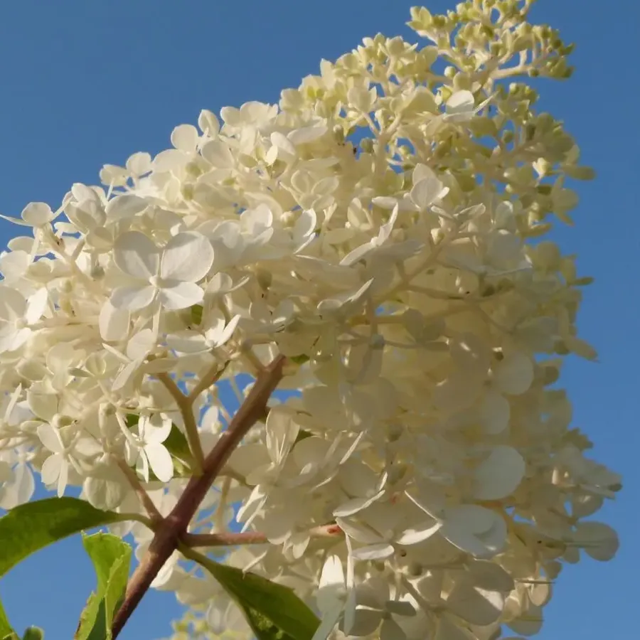 Tuinplanten-Plant in a Box Hortensia - Set van 3 - Hortensia paniculata - Hoogte 25-35cm - ⌀9cm
