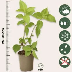 Tuinplanten-Plant in a Box Hortensia - Set van 3 - Hortensia paniculata - Hoogte 25-35cm - ⌀9cm