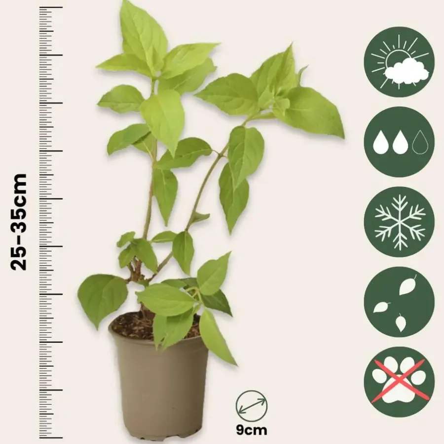 Tuinplanten-Plant in a Box Hortensia - Set van 3 - Hortensia paniculata - Hoogte 25-35cm - ⌀9cm