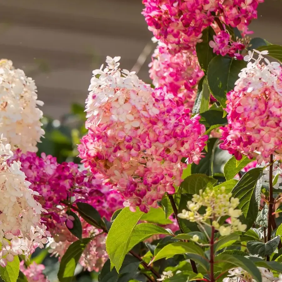 Tuinplanten-Plant in a Box Hortensia - Set van 3 - Hortensia paniculata - Hoogte 25-35cm - ⌀9cm