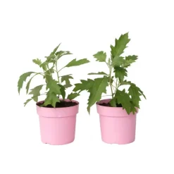 Plant in a Box Hortensia - Set van 2 - Hydrangea 'Ice Crystal' - Hoogte 25-40cm - ⌀19cm