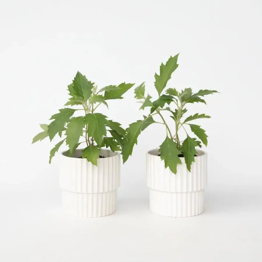 Plant in a Box Hortensia - Set van 2 - Hydrangea 'Ice Crystal' - Hoogte 25-40cm - ⌀19cm