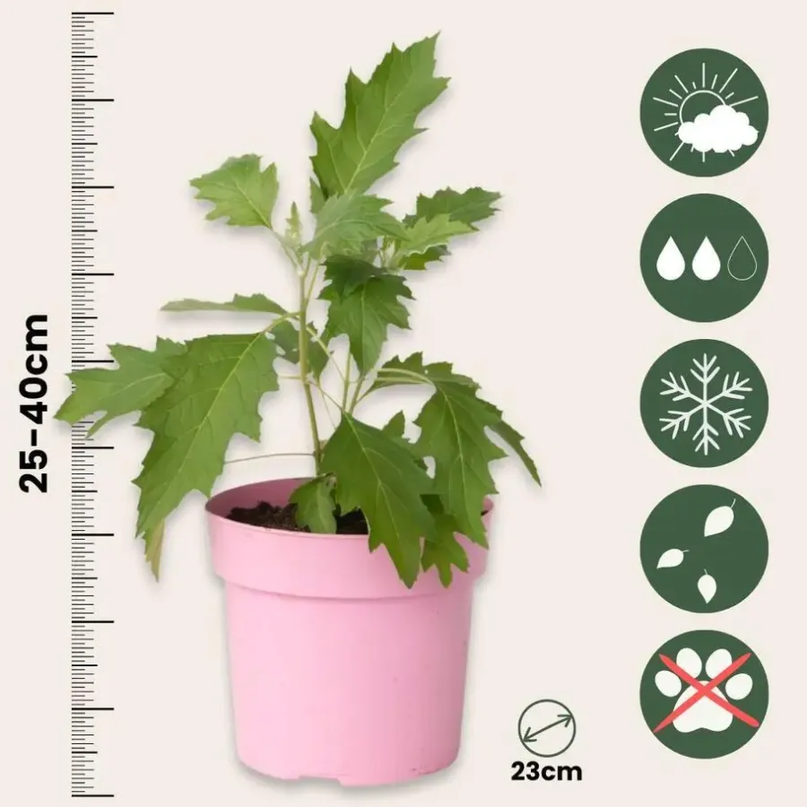 Plant in a Box Hortensia - Set van 2 - Hydrangea 'Ice Crystal' - Hoogte 25-40cm - ⌀19cm