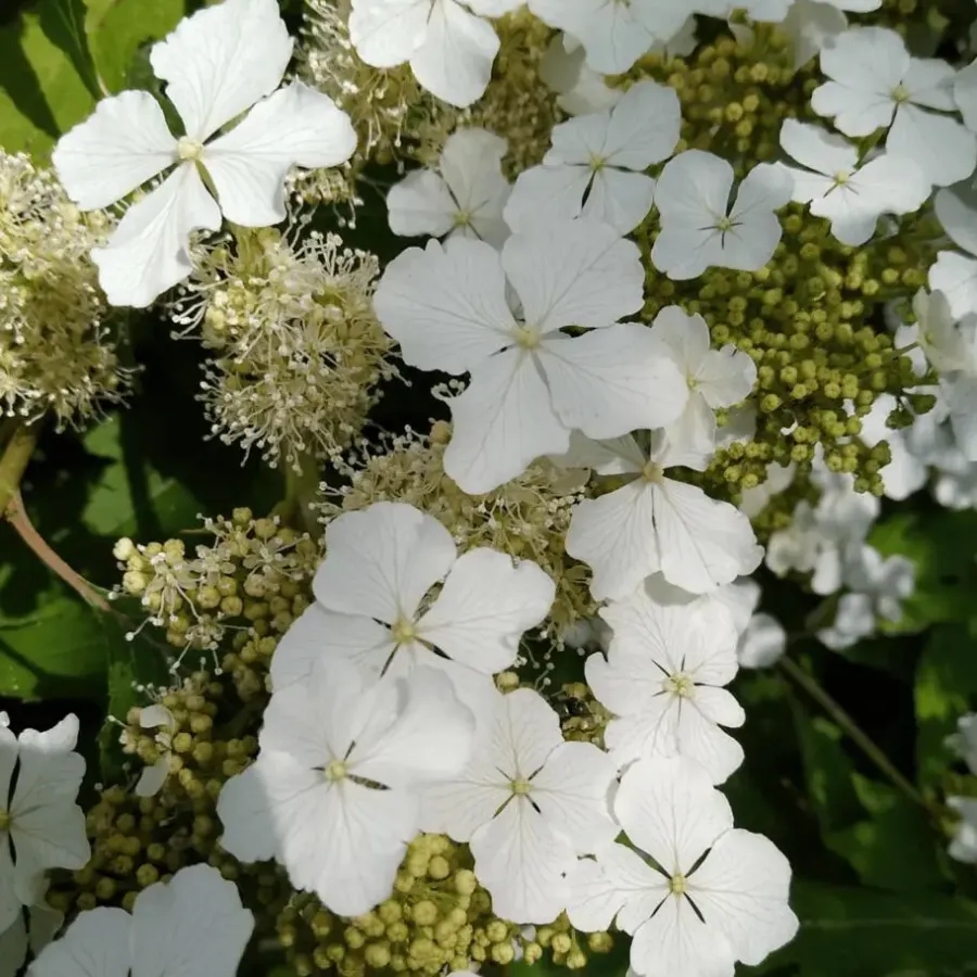 Plant in a Box Hortensia - Set van 2 - Hydrangea 'Ice Crystal' - Hoogte 25-40cm - ⌀19cm