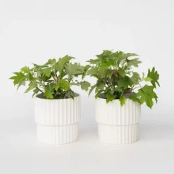 Planten|Tuinplanten-Plant in a Box Hortensia - Set van 2 - Hydrangea 'Toy Soldier' - Hoogte 25-40cm - ⌀19cm