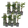 Plant in a Box Hortensia - Set van 6 - Hydrangea anomale petiolaris - Hoogte 25-40cm - ⌀9cm