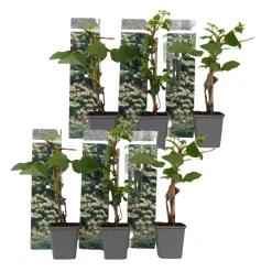 Plant in a Box Hortensia - Set van 6 - Hydrangea anomale petiolaris - Hoogte 25-40cm - ⌀9cm