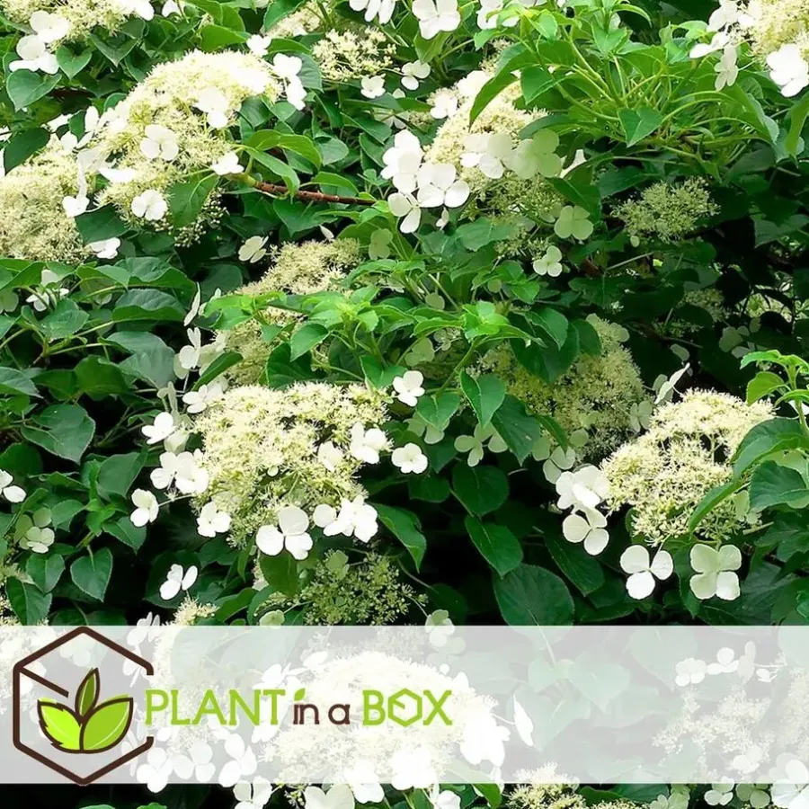 Plant in a Box Hortensia - Set van 6 - Hydrangea anomale petiolaris - Hoogte 25-40cm - ⌀9cm