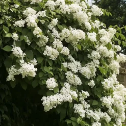 Plant in a Box Hortensia - Set van 6 - Hydrangea anomale petiolaris - Hoogte 25-40cm - ⌀9cm