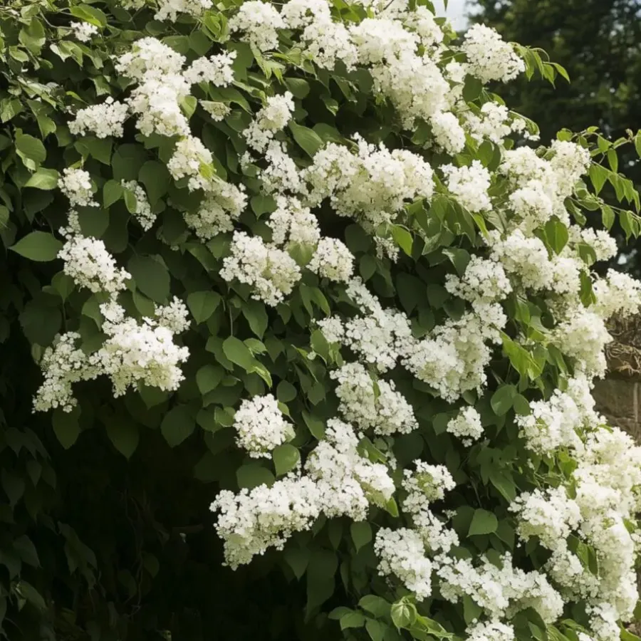 Plant in a Box Hortensia - Set van 6 - Hydrangea anomale petiolaris - Hoogte 25-40cm - ⌀9cm