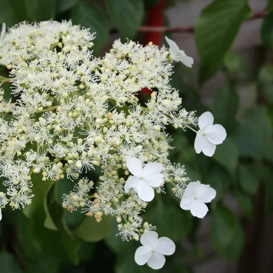 Plant in a Box Hortensia - Set van 6 - Hydrangea anomale petiolaris - Hoogte 25-40cm - ⌀9cm