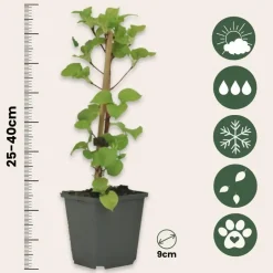 Plant in a Box Hortensia - Set van 6 - Hydrangea anomale petiolaris - Hoogte 25-40cm - ⌀9cm
