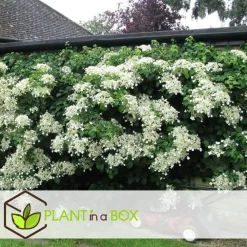 Plant in a Box Hortensia - Set van 6 - Hydrangea anomale petiolaris - Hoogte 25-40cm - ⌀9cm