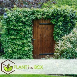 Plant in a Box Hortensia - Set van 6 - Hydrangea anomale petiolaris - Hoogte 25-40cm - ⌀9cm