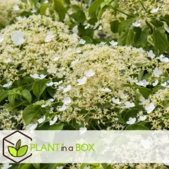 Plant in a Box Hortensia - Set van 6 - Hydrangea anomale petiolaris - Hoogte 25-40cm - ⌀9cm