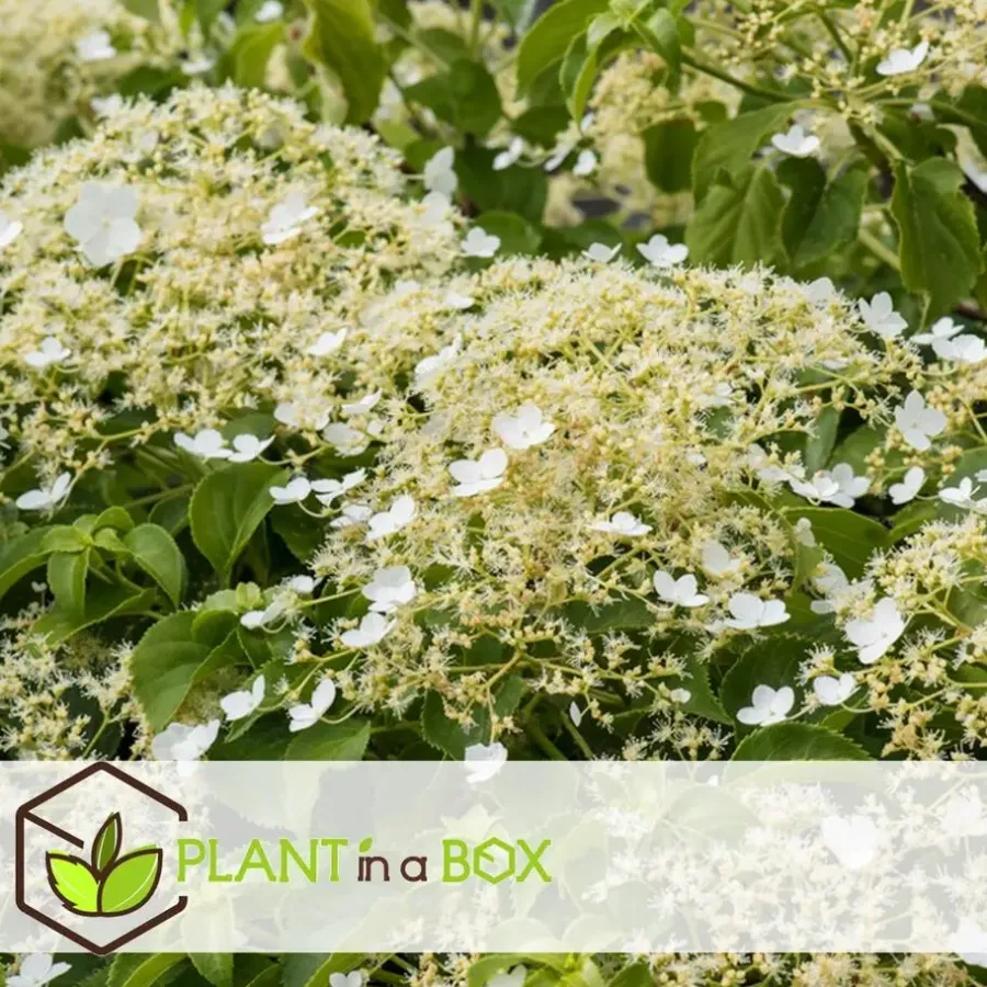 Plant in a Box Hortensia - Set van 6 - Hydrangea anomale petiolaris - Hoogte 25-40cm - ⌀9cm
