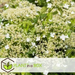 Plant in a Box Hortensia - Set van 6 - Hydrangea anomale petiolaris - Hoogte 25-40cm - ⌀9cm