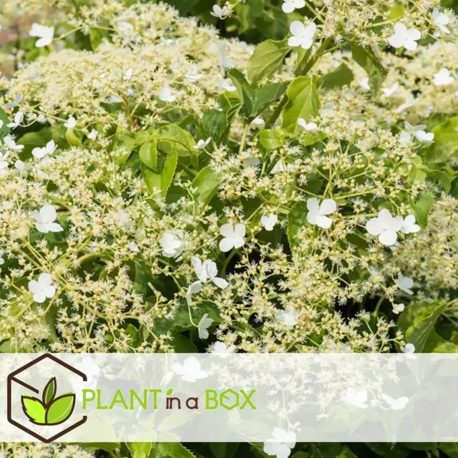 Plant in a Box Hortensia - Set van 6 - Hydrangea anomale petiolaris - Hoogte 25-40cm - ⌀9cm