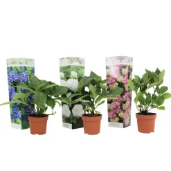 Planten|Tuinplanten-Plant in a Box Hortensia - Set van 3 - Hydrangea macrophylla - Hoogte 25-40cm - ⌀9cm