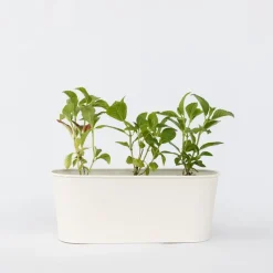 Planten|Tuinplanten-Plant in a Box Hortensia - Set van 3 - Hydrangea macrophylla - Hoogte 25-40cm - ⌀9cm