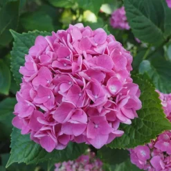 Planten|Tuinplanten-Plant in a Box Hortensia - Set van 3 - Hydrangea macrophylla - Hoogte 25-40cm - ⌀9cm