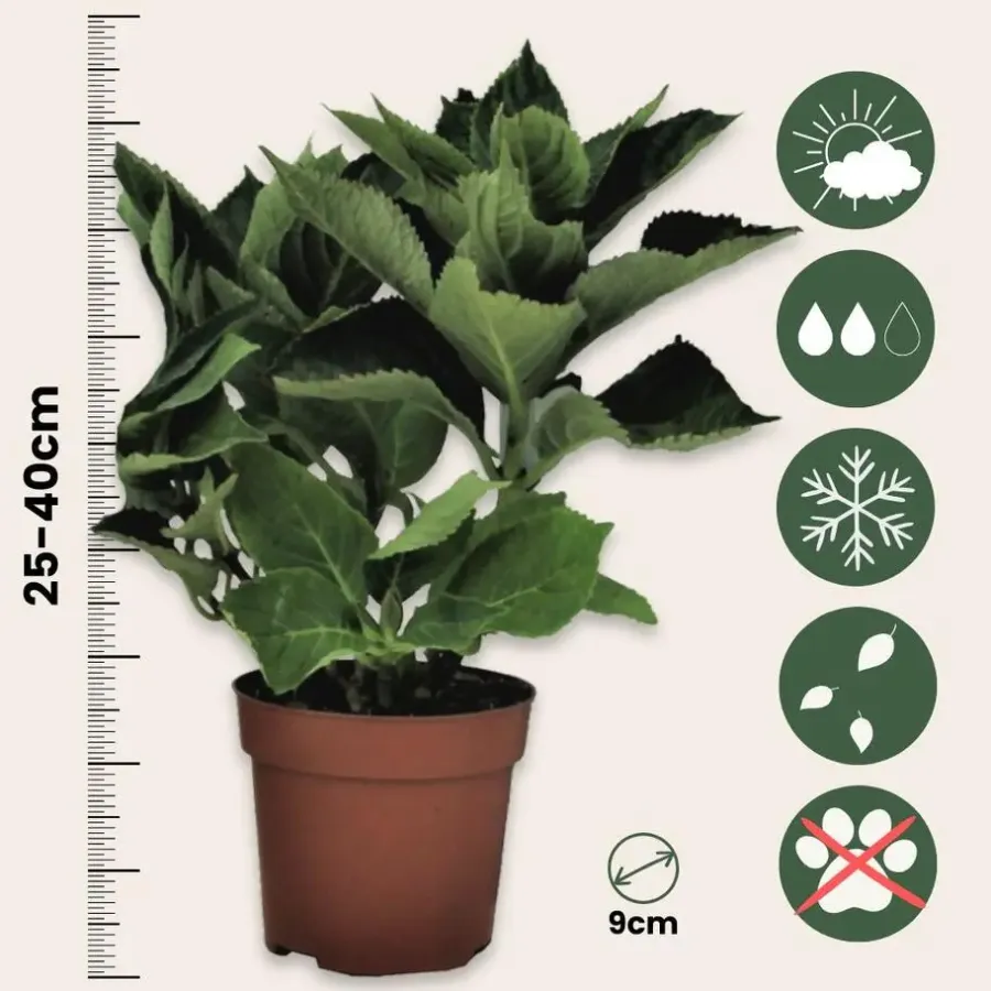 Planten|Tuinplanten-Plant in a Box Hortensia - Set van 3 - Hydrangea macrophylla - Hoogte 25-40cm - ⌀9cm