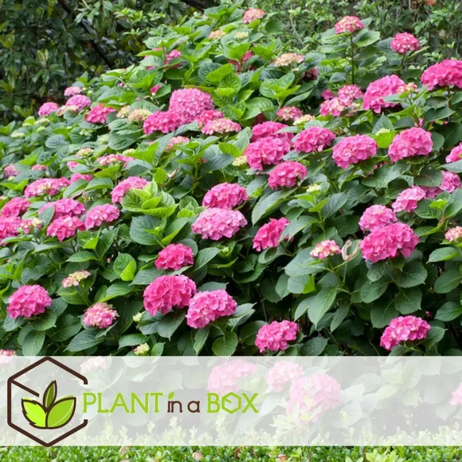 Planten|Tuinplanten-Plant in a Box Hortensia - Set van 3 - Hydrangea macrophylla - Hoogte 25-40cm - ⌀9cm
