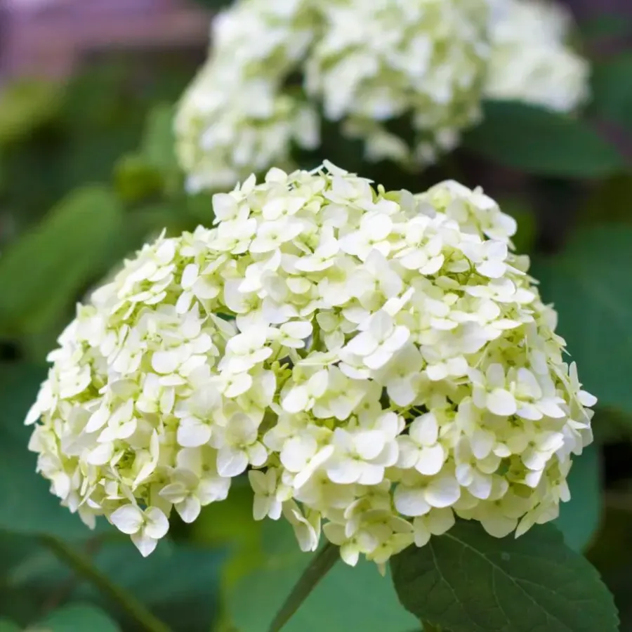 Planten|Tuinplanten-Plant in a Box Hortensia - Set van 3 - Hydrangea macrophylla - Hoogte 25-40cm - ⌀9cm