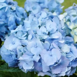 Planten|Tuinplanten-Plant in a Box Hortensia - Set van 3 - Hydrangea macrophylla - Hoogte 25-40cm - ⌀9cm