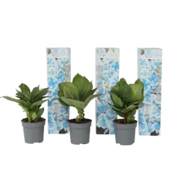Plant in a Box Hortensia - Set van 3 - Hydrangea macrophylla 'Bavaria' - Hoogte 25-40cm - ⌀9cm