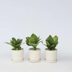 Plant in a Box Hortensia - Set van 3 - Hydrangea macrophylla 'Bavaria' - Hoogte 25-40cm - ⌀9cm