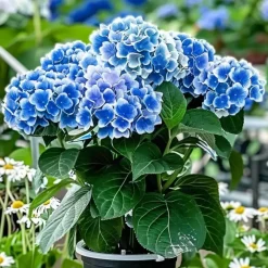 Plant in a Box Hortensia - Set van 3 - Hydrangea macrophylla 'Bavaria' - Hoogte 25-40cm - ⌀9cm