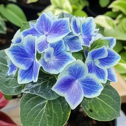 Plant in a Box Hortensia - Set van 3 - Hydrangea macrophylla 'Bavaria' - Hoogte 25-40cm - ⌀9cm