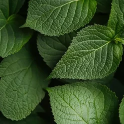 Plant in a Box Hortensia - Set van 3 - Hydrangea macrophylla 'Bavaria' - Hoogte 25-40cm - ⌀9cm