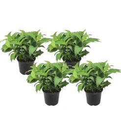 Plant in a Box Hortensia - Set van 4 - Hydrangea serrata 'Summerglow' - Hoogte 25-40cm - ⌀19cm