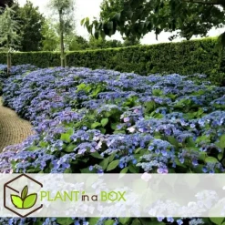 Plant in a Box Hortensia - Set van 4 - Hydrangea serrata 'Summerglow' - Hoogte 25-40cm - ⌀19cm