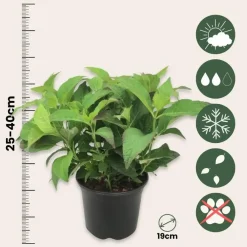 Plant in a Box Hortensia - Set van 4 - Hydrangea serrata 'Summerglow' - Hoogte 25-40cm - ⌀19cm