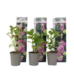 Planten|Tuinplanten-Plant in a Box Hortensia - Set van 3 - Hydrangea 'Early Pink' - Hoogte 25-40cm - ⌀9cm