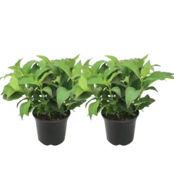 Plant in a Box Hortensia - Set van 2 - Hydrangea serrata 'Summerglow' - Hoogte 25-40cm - ⌀19cm