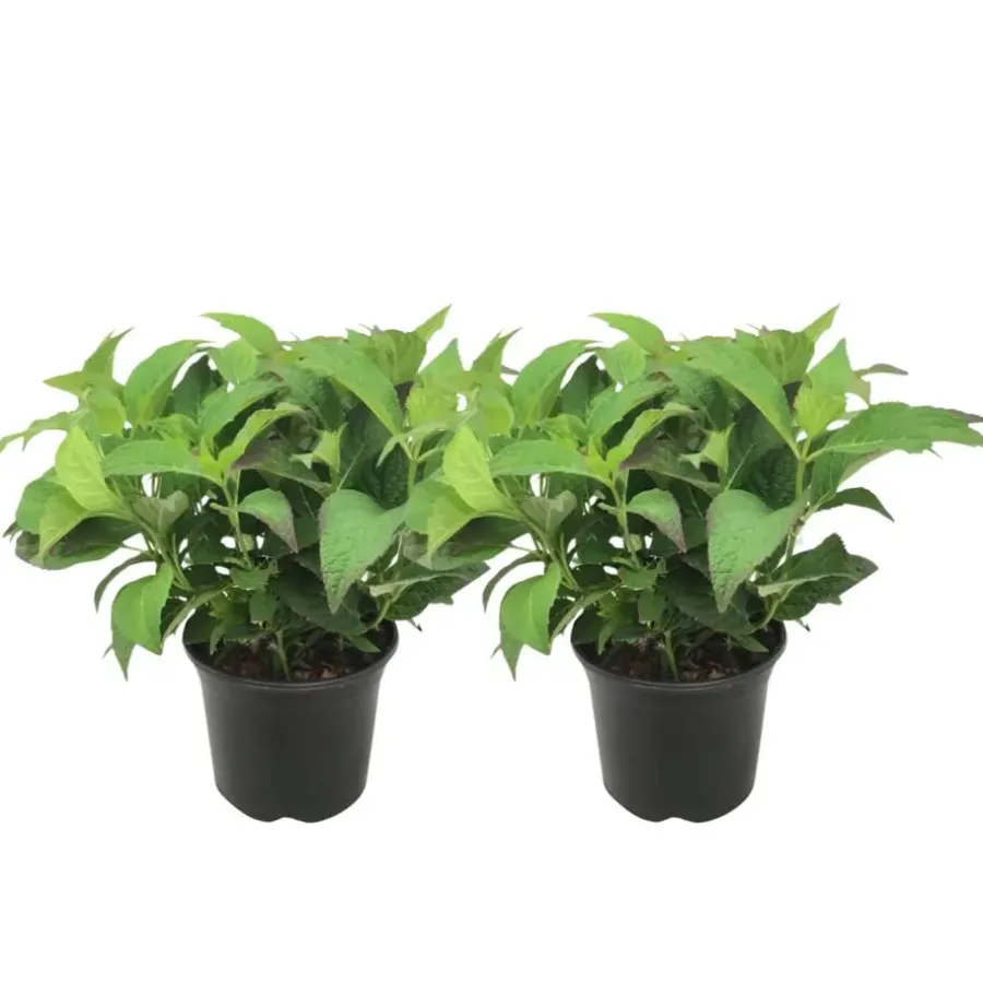 Plant in a Box Hortensia - Set van 2 - Hydrangea serrata 'Summerglow' - Hoogte 25-40cm - ⌀19cm
