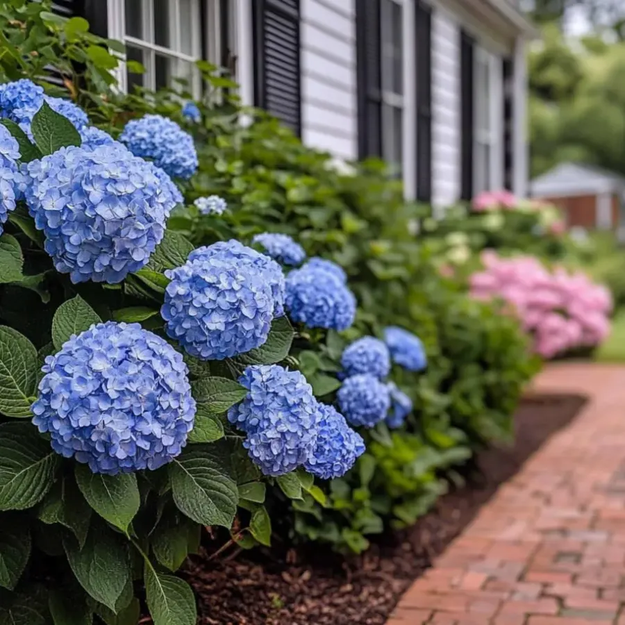 Plant in a Box Hortensia - Set van 2 - Hydrangea serrata 'Summerglow' - Hoogte 25-40cm - ⌀19cm