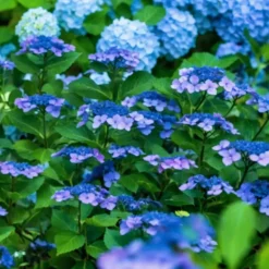 Plant in a Box Hortensia - Set van 2 - Hydrangea serrata 'Summerglow' - Hoogte 25-40cm - ⌀19cm
