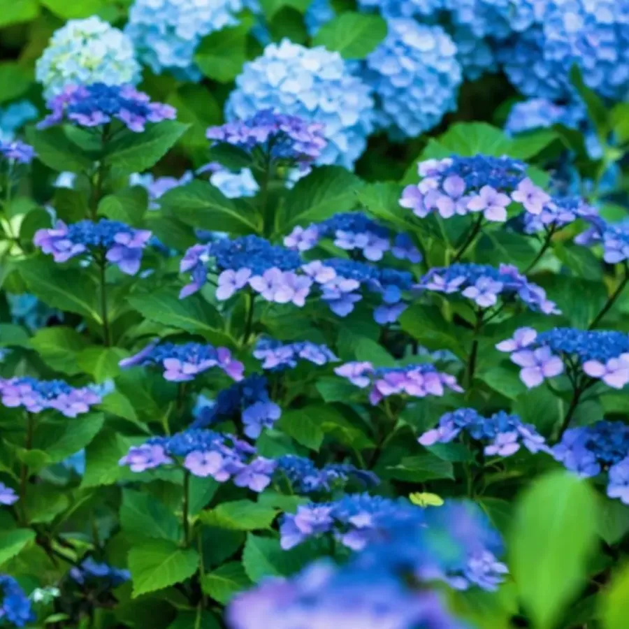 Plant in a Box Hortensia - Set van 2 - Hydrangea serrata 'Summerglow' - Hoogte 25-40cm - ⌀19cm